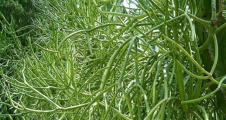 Cách chữa viêm mũi dị ứng bằng cây giao